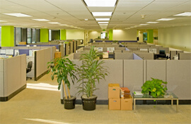 Office with cubicles and plants.